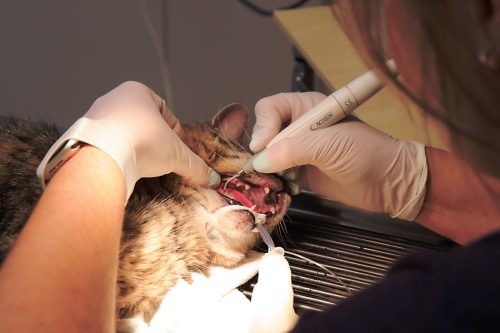 cat-teeth-cleaning_orig