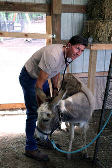 donkey-3