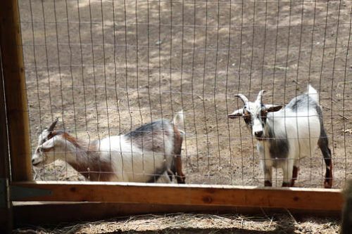 goats