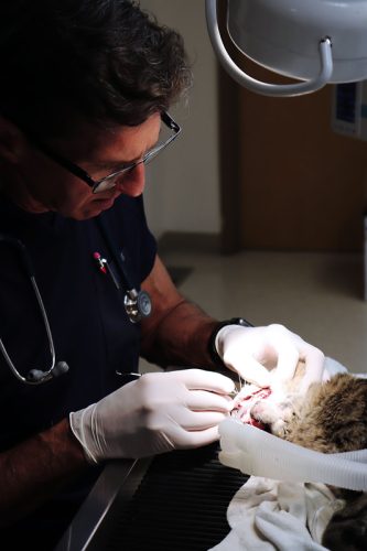 jeff-cat-teeth_orig