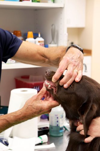 tooth-check-up_orig